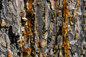 amber drops of pitch flow down on a pine trunk