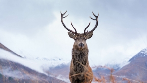 Reindeer Hits Windshield