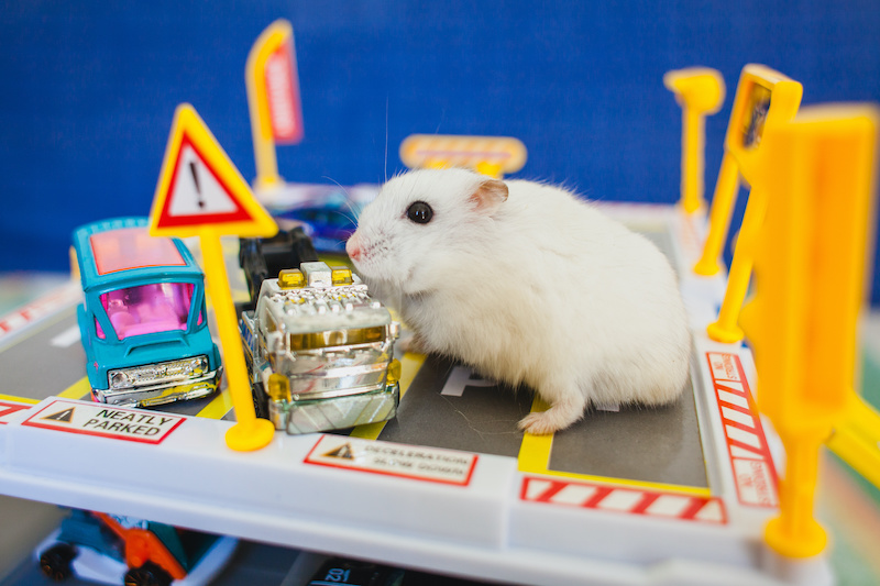 curious hamster in a toy multi-storey garage full of cars