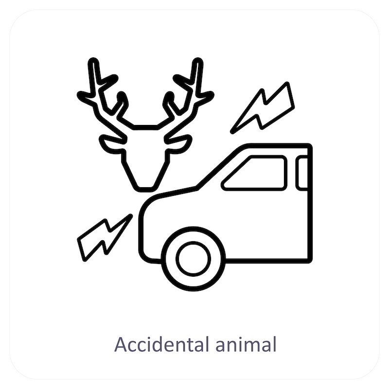 Accidental Animal Collision