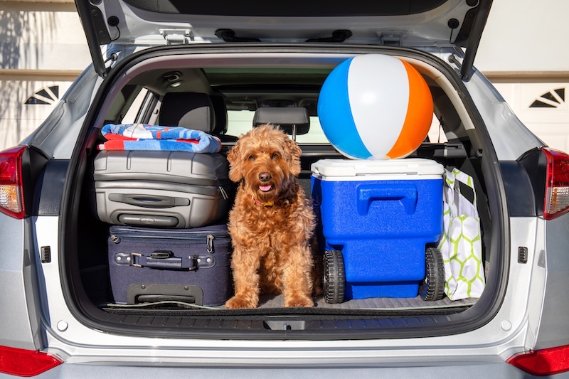 Rear view of trunk space of SUV with car packed for a trip to the beach with family dog.