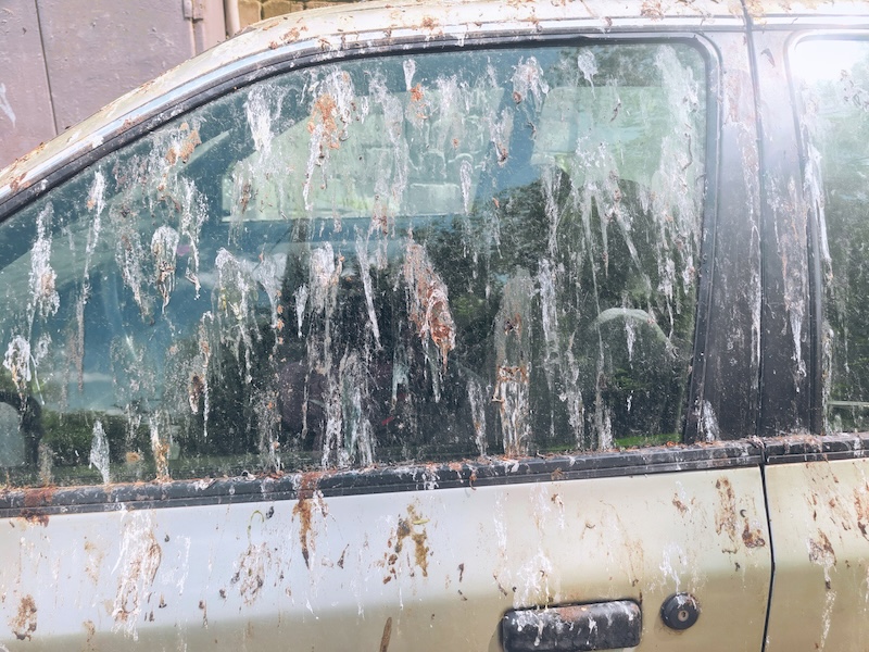 Cars side window and door cover in bird droppings. Old dirt vehicle covering in bird shit splashing stains. Dirty damage paint and glass surface, auto need washing and bad luck concept
